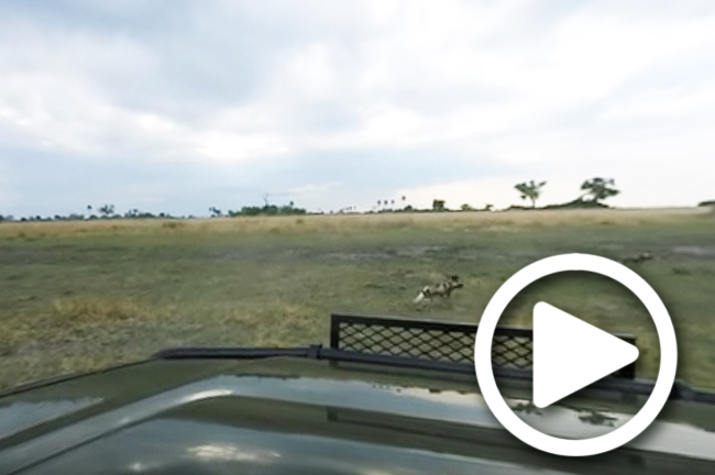 wild dog sighting in linyanti botswana