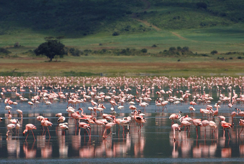 why-a-safari-is-a-perfect-destiantion-wedding