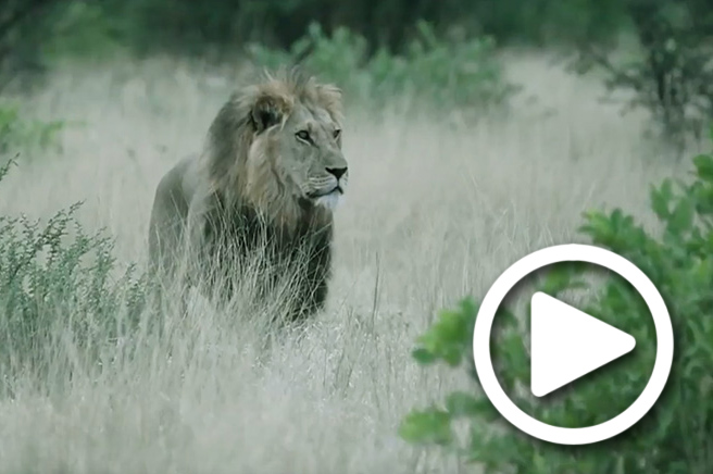 botswana-safari-tours