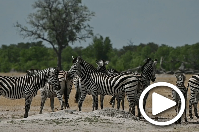 hwange zimbabwe safari tours