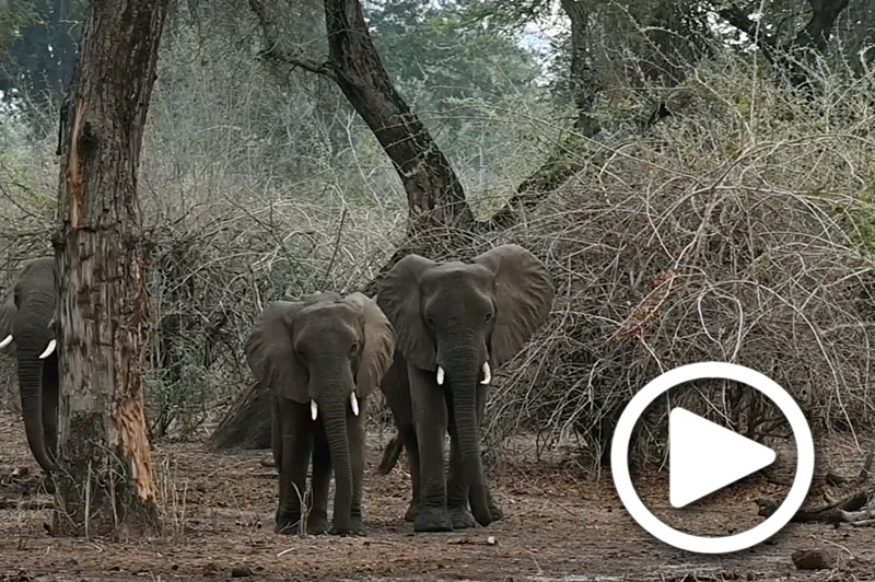 zambia lower zambezi tours