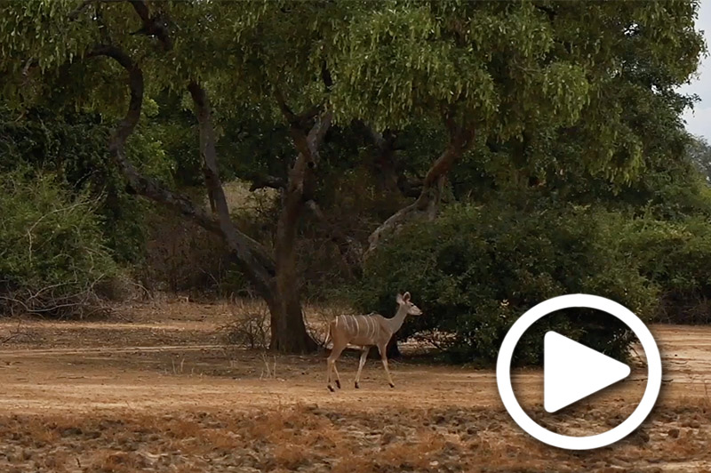 mana pools safari tours