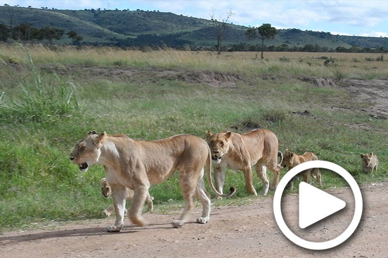 masai mara safari holidays