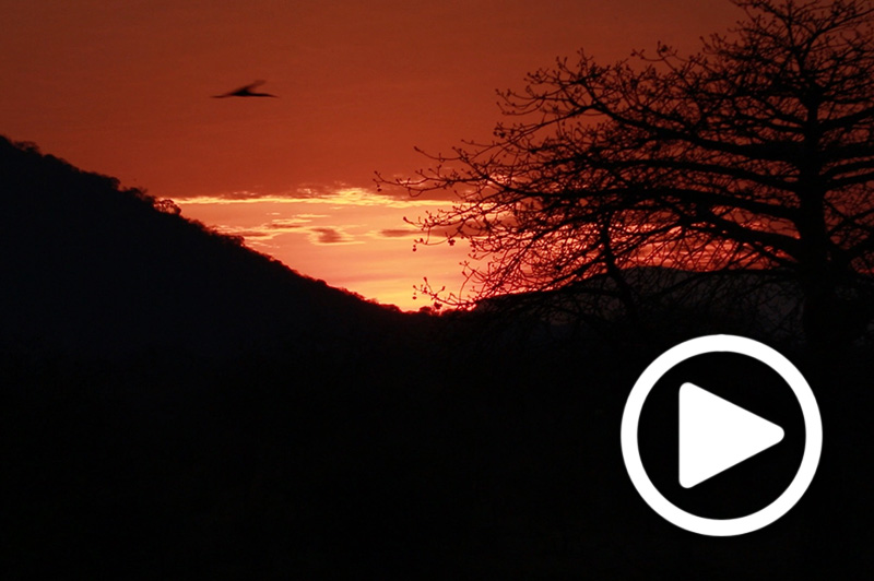 ruaha safari tous tanzania