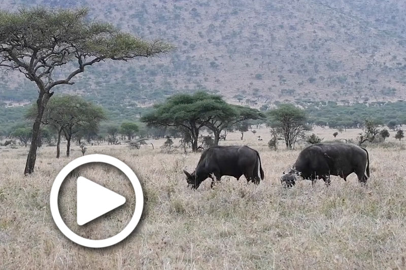 serengeti safari tours tanzania