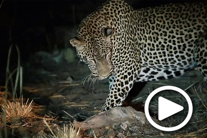 safari tours south luangwa