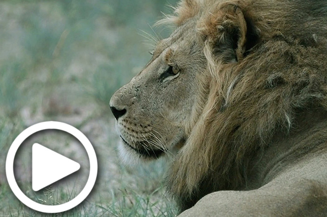 safaris in southern africa