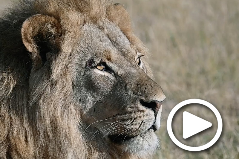 safari tours zimbabwe