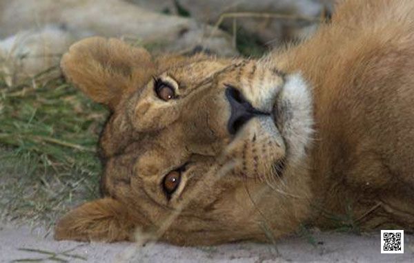 1-how-find-perfect-african-safari-tour-operator