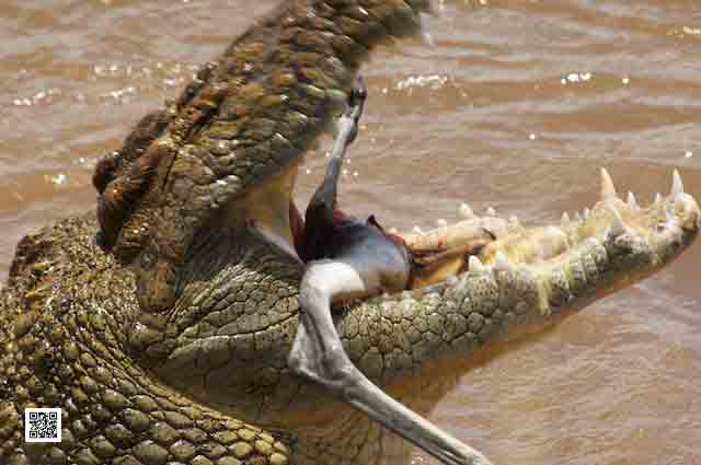 1-photographic-safari-packages-south-africa-masai-mara-kenya-botswana-tanzania-namibia-great-migration-2013