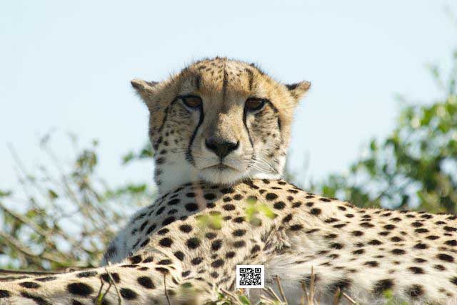1-photographic-safaris-south-africa-masai-mara-kenya-botswana-tanzania-namibia-last-minute-stress