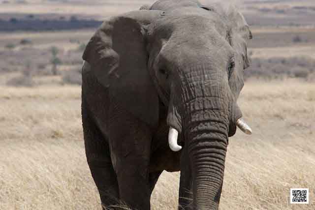 1-photographic-safaris-south-africa-masai-mara-kenya-botswana-tanzania-namibia-preferred-setting-tool