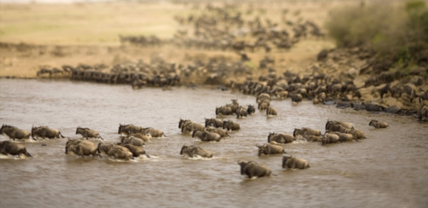 1-wildlife-photography-courses-masai-mara-kenya-tanzania-south-africa-botswana-how-migration-works