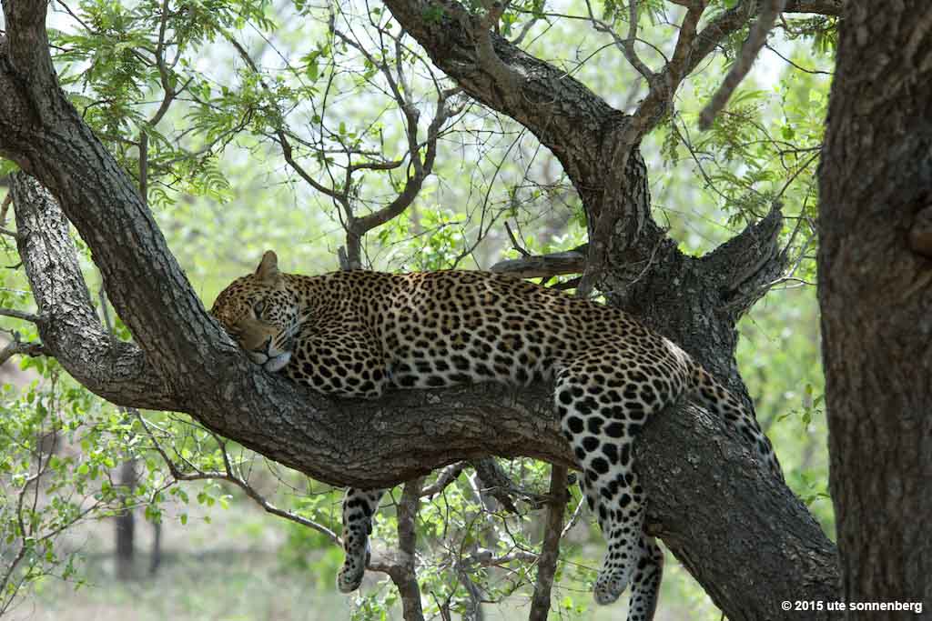 10-day-best-of-kruger-victoria-falls-chobe-safari-tour