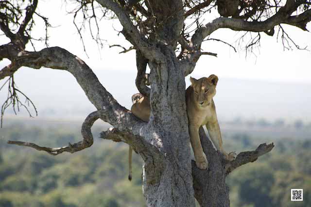 2-african-safari-2014-south-africa