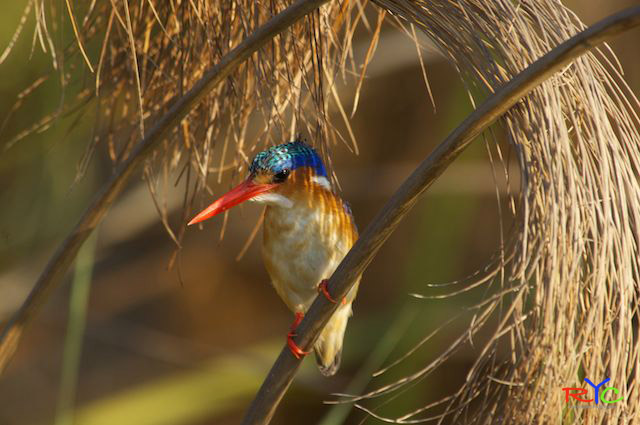 2-can-I-get-photo-equipment-on-african-safari