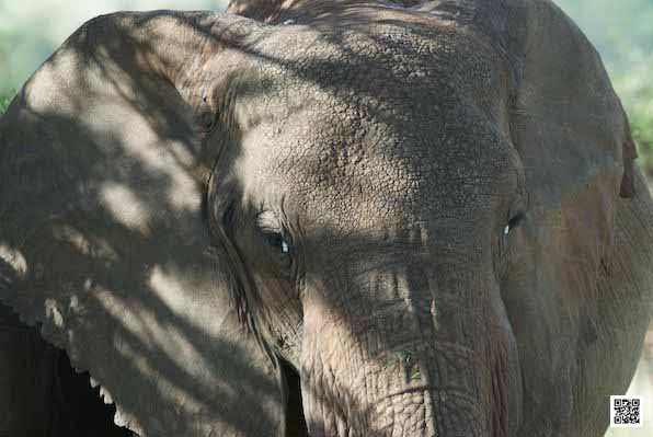 2-how-to-get-around-on-african-safari