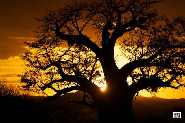 2-wildlife-photography-courses-kenya-tanzania-south-africa-botswana-work-with-focus-points