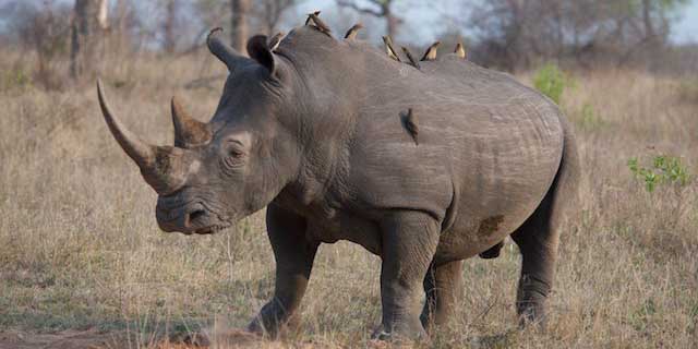 3-photographic-safari-packages-south-africa-masai-mara-kenya-botswana-tanzania-namibia-photo-rhino