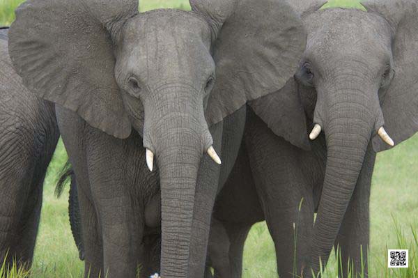 3-photographic-safaris-south-africa-masai-mara-kenya-botswana-tanzania-namibia-collaborate-painterjpg