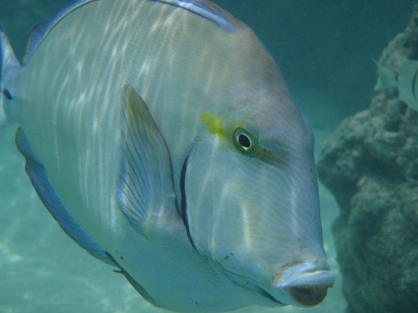 3-photographic-safaris-south-africa-masai-mara-kenya-botswana-tanzania-namibia-under-water