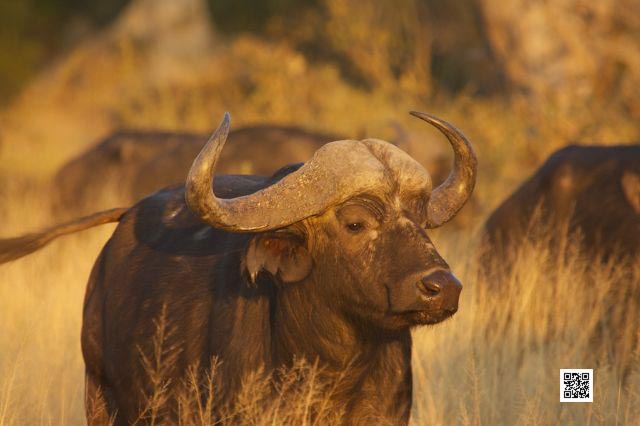 3-wildlife-photography-coures-photo-safaris-hazy-light