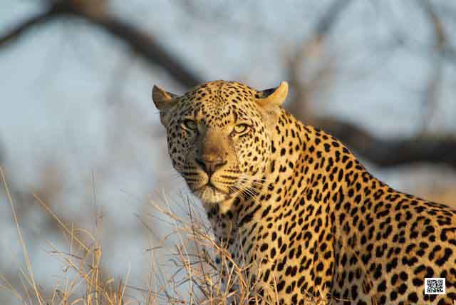 3-wildlife-photography-course-kruger-south-africa-4-days