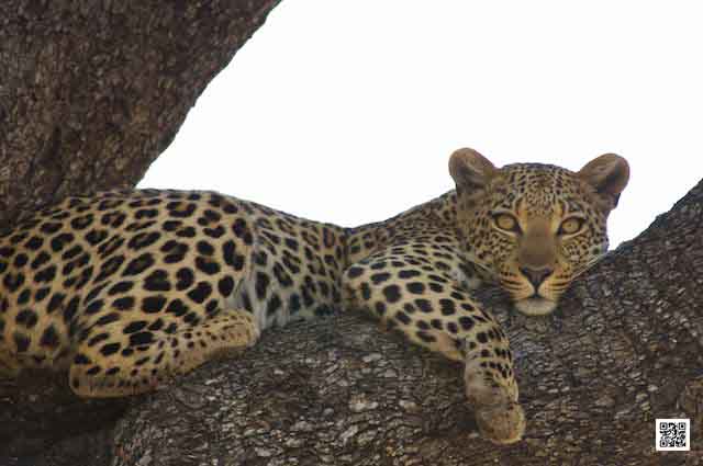 3-wildlife-photography-courses-kenya-tanzania-south-africa-botswana-connect-with-light