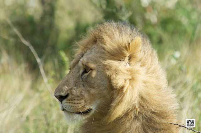 4-how-much-is-african-photo-safari