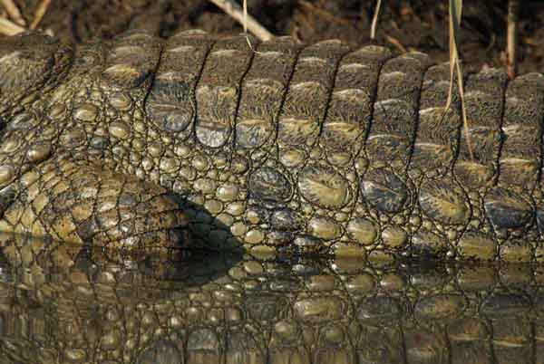 4-how-to-prepare-for-no-electricity-on-african-safari