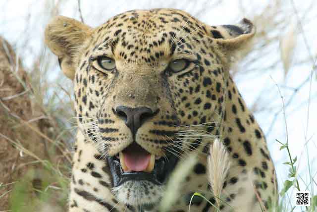 4-photographic-safaris-south-africa-masai-mara-kenya-botswana-tanzania-namibia-easy-distracted