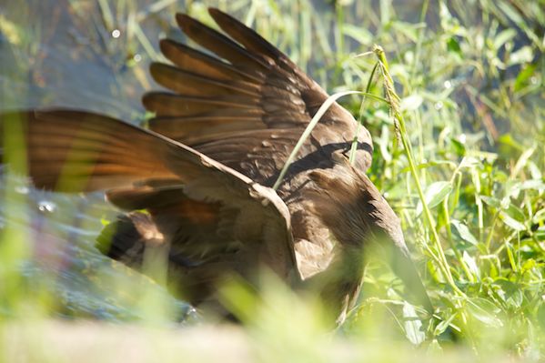 4-photographic-safaris-south-africa-masai-mara-kenya-botswana-tanzania-namibia-kaplan-over-expose