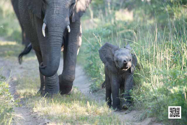 4-photographic-safaris-south-africa-masai-mara-kenya-botswana-tanzania-namibia-realize-where-you-are