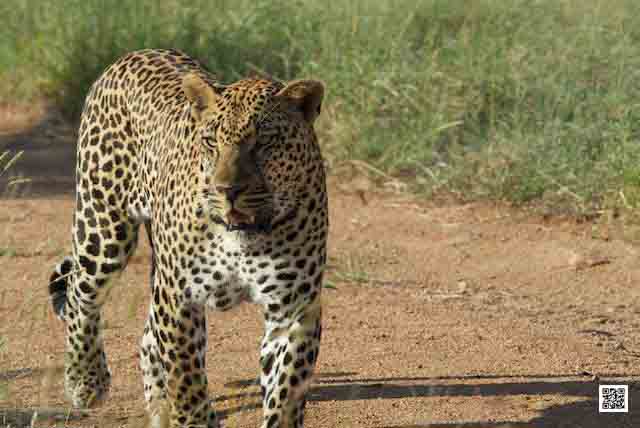 4-photographic-safaris-south-africa-masai-mara-kenya-botswana-tanzania-namibia-travel-light