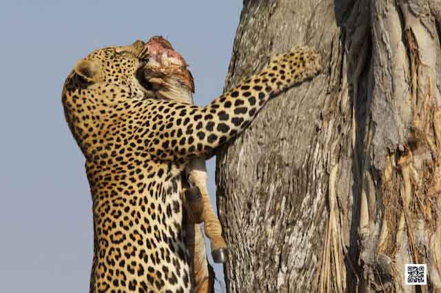 4-team-building-photographic-safaris-south-africa-kenya-tanzania-botswana-namibia-team-building