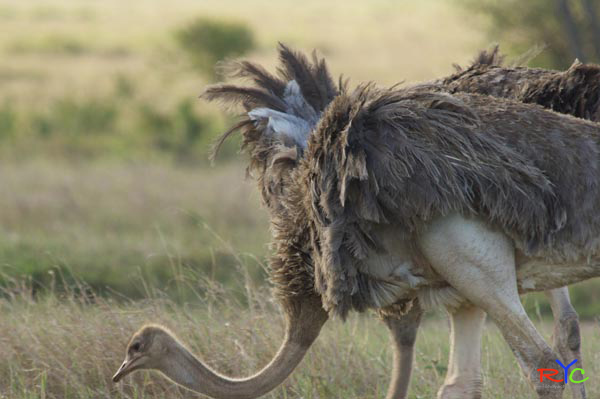 4-why-tanzania-is-a-great-african-safari-travel-idea