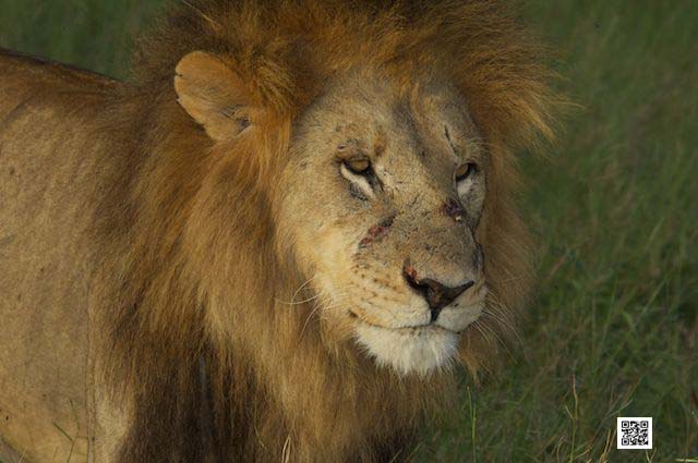 4-wildlife-photography-courses-kenya-tanzania-south-africa-botswana-have-your-own-default-setting