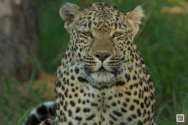 4-wildlife-photography-courses-masai-mara-kenya-tanzania-south-africa-botswana-best-safari-time