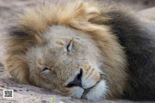 4-wildlife-photography-courses-masai-mara-kenya-tanzania-south-africa-botswana-where-is-camera