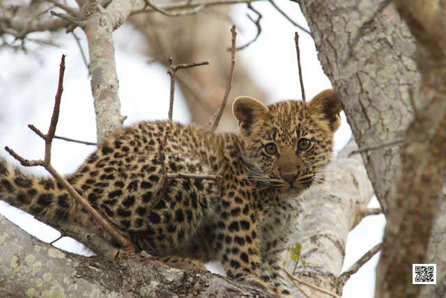 5-get-your-african-safari-vaccinations