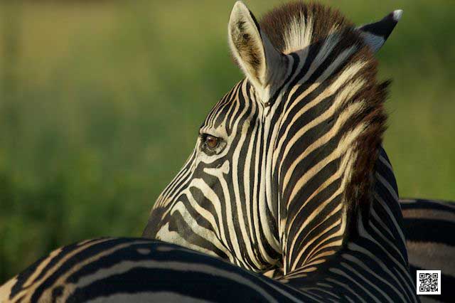 5-how-can-i-get-perfect-wildlife-photos