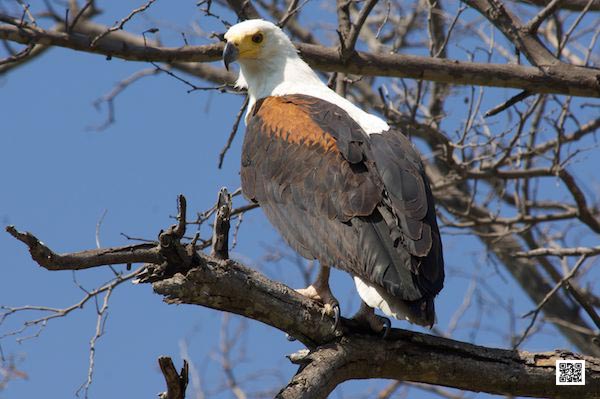 5-photographic-safaris-south-africa-masai-mara-kenya-botswana-tanzania-namibia-good-with-bird