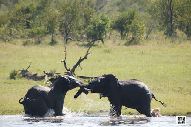 5-team-building-photographic-safari-south-africa-kruger-bonding
