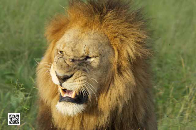 5-what-african-safari-specials-are-available