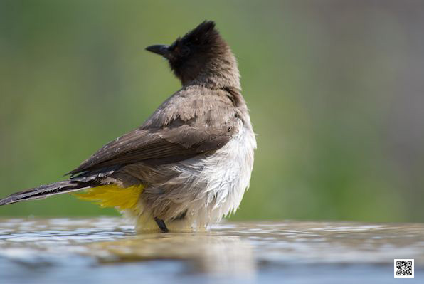 5-wildlife-photography-courses-masai-mara-kenya-tanzania-south-africa-botswana-practice-manual