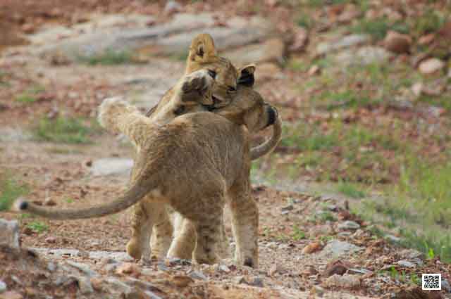 5-wildlife-photography-safaris-serengeti-tanzania-best-friend