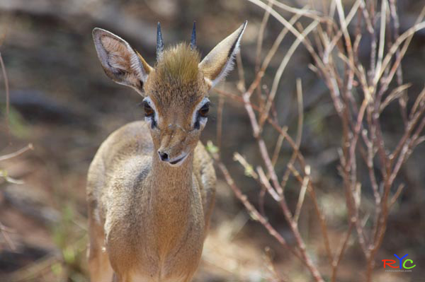 6-african-safari-tour-best-of-kruger-and-botswana
