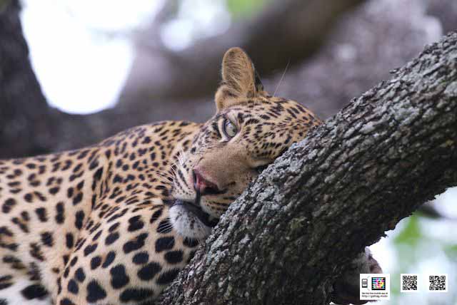 6-photographic-safaris-south-africa-masai-mara-kenya-botswana-tanzania-namibia-big5