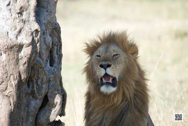 6-photographic-safaris-south-africa-masai-mara-kenya-botswana-tanzania-namibia-third-lion