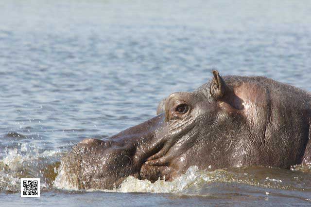 6-photographic-safaris-south-africa-masai-mara-kenya-botswana-tanzania-namibia-water-on-safari